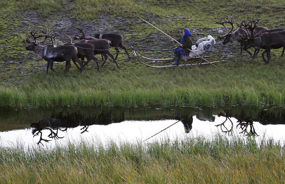 A reindeer-herding community on the Kanin Peninsula