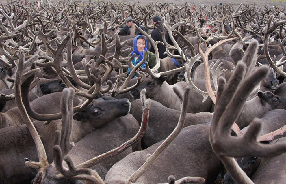A reindeer-herding community on the Kanin Peninsula