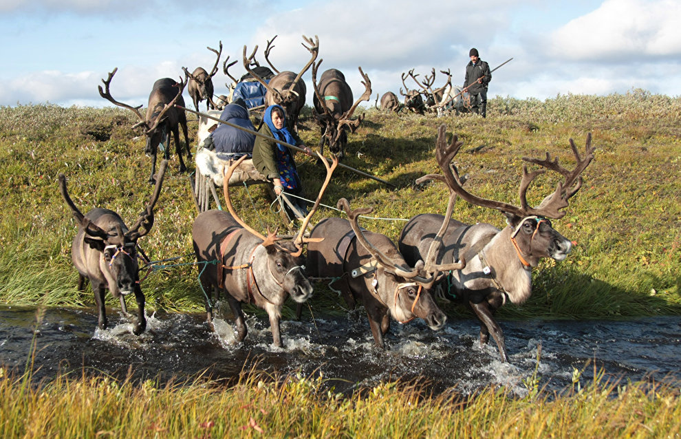 A reindeer-herding community on the Kanin Peninsula