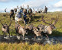 A reindeer-herding community on the Kanin Peninsula