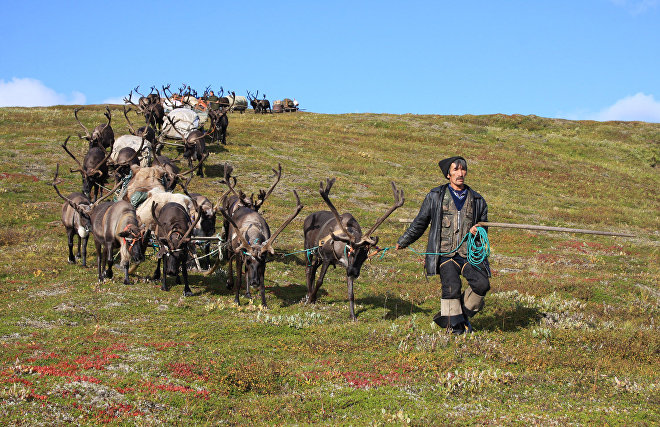 A reindeer-herding community on the Kanin Peninsula