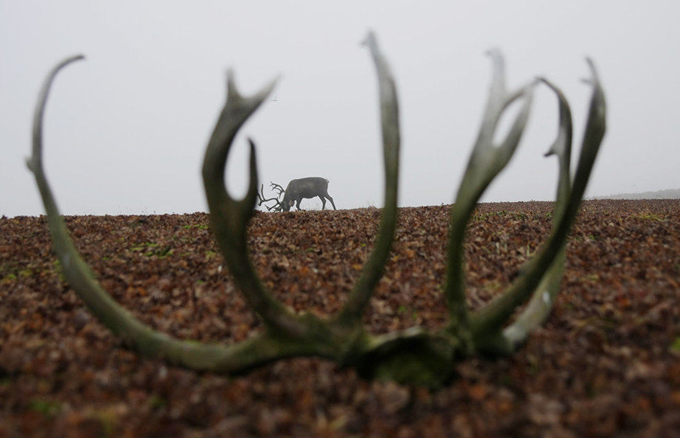 A reindeer-herding community on the Kanin Peninsula