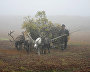 A reindeer-herding community on the Kanin Peninsula
