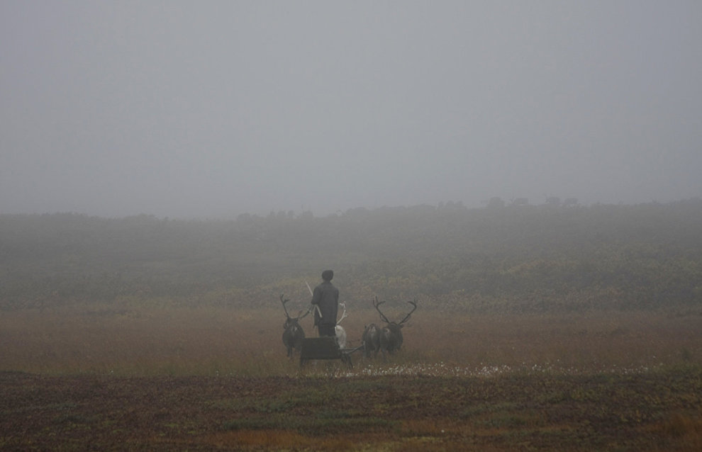 A reindeer-herding community on the Kanin Peninsula