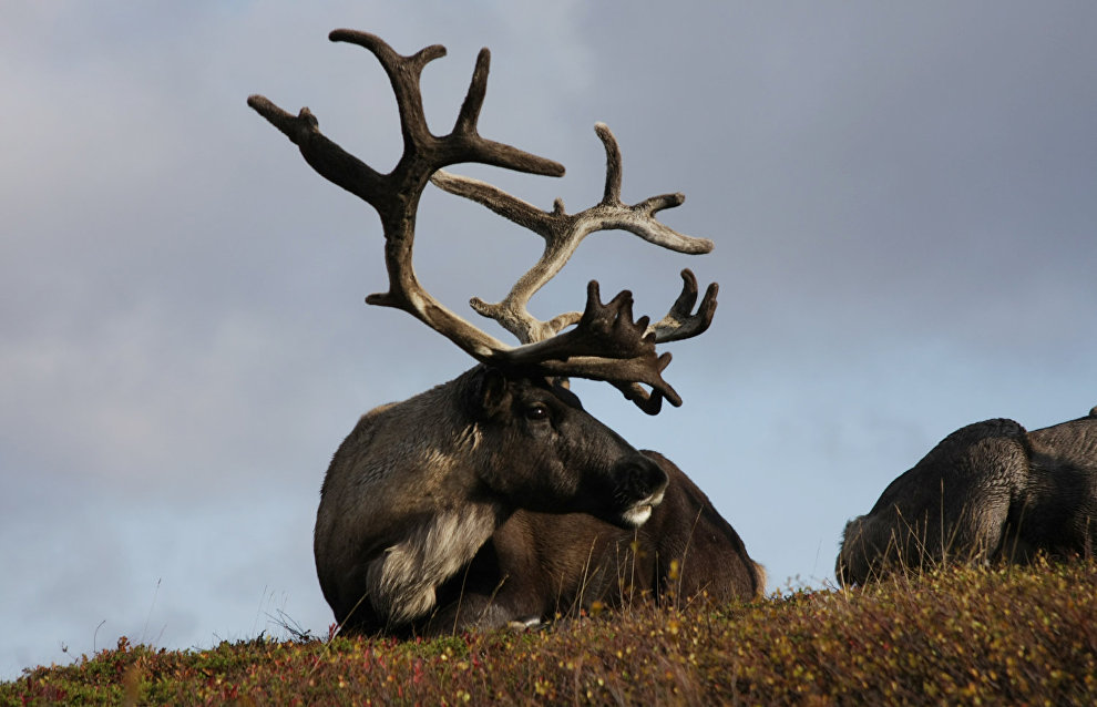 A reindeer-herding community on the Kanin Peninsula