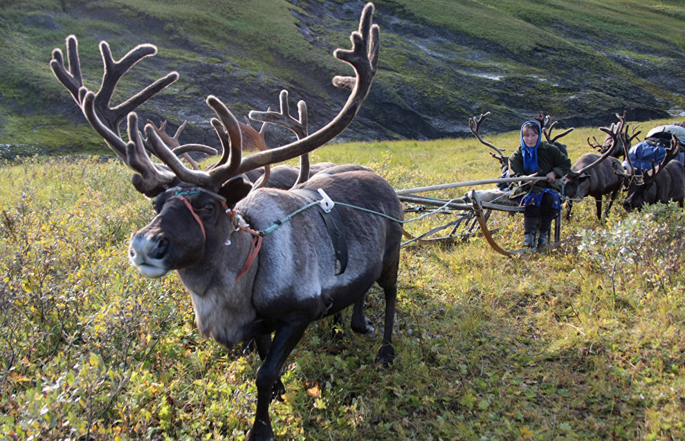 A reindeer-herding community on the Kanin Peninsula