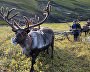 A reindeer-herding community on the Kanin Peninsula