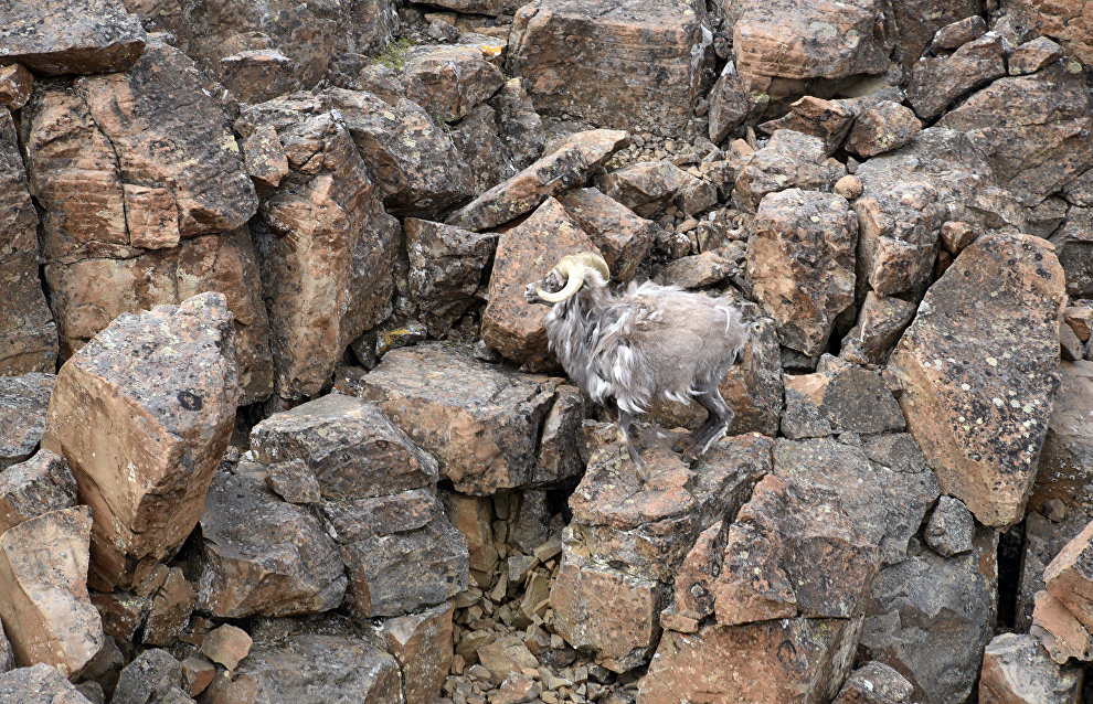 Bighorn