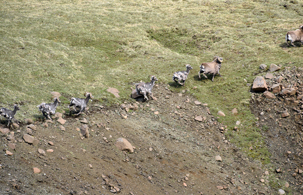 Bighorn