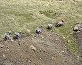 Bighorn