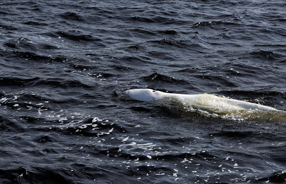 Great Arctic State Nature Reserve