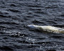 Great Arctic State Nature Reserve