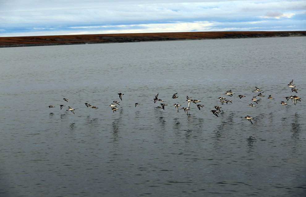Great Arctic State Nature Reserve