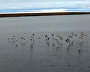 Great Arctic State Nature Reserve