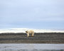 Great Arctic State Nature Reserve