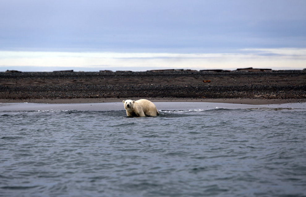 Great Arctic State Nature Reserve