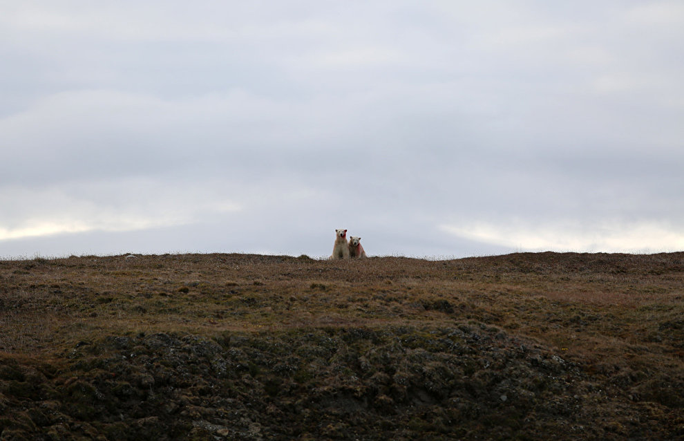 Great Arctic State Nature Reserve