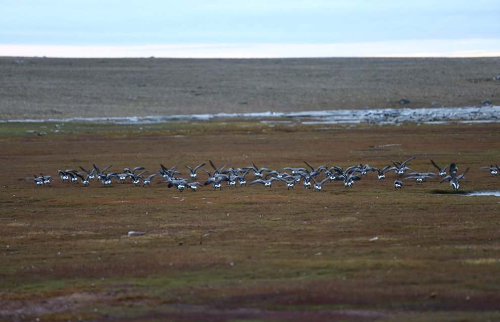 Great Arctic State Nature Reserve