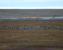 Great Arctic State Nature Reserve
