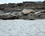 Great Arctic State Nature Reserve