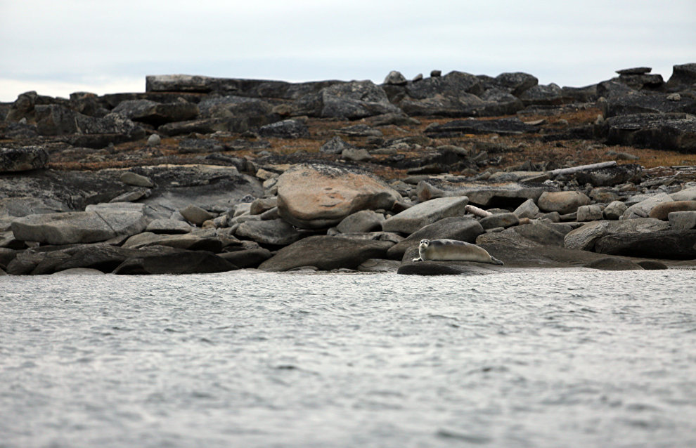 Great Arctic State Nature Reserve