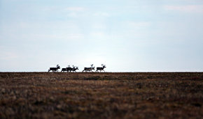 Great Arctic State Nature Reserve