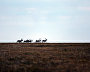 Great Arctic State Nature Reserve