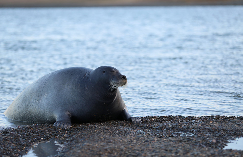 Great Arctic State Nature Reserve