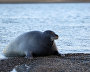 Great Arctic State Nature Reserve