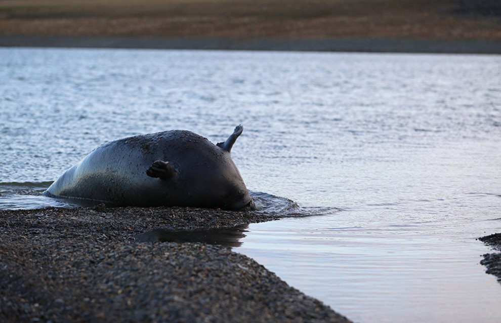Great Arctic State Nature Reserve