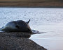 Great Arctic State Nature Reserve