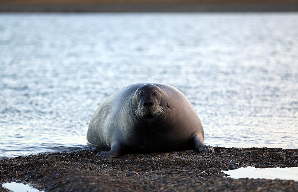 Great Arctic State Nature Reserve