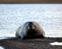Great Arctic State Nature Reserve