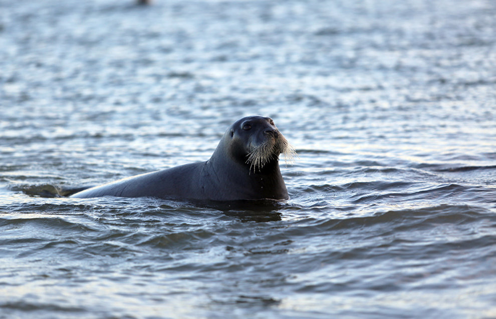 Great Arctic State Nature Reserve