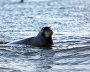 Great Arctic State Nature Reserve