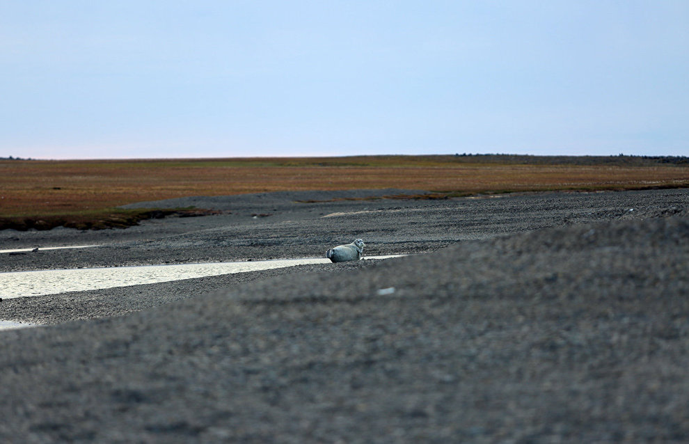 Great Arctic State Nature Reserve