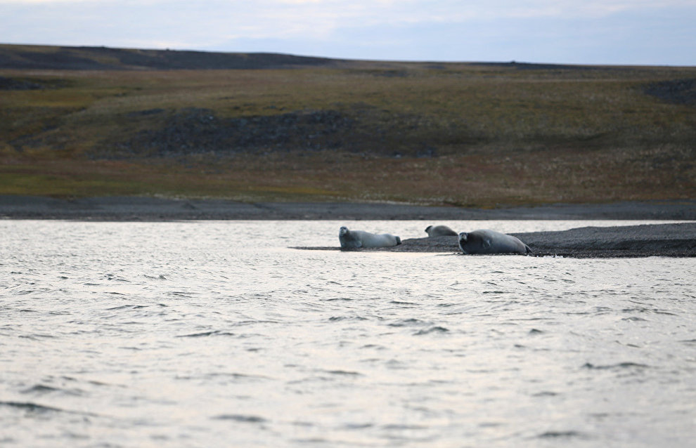 Great Arctic State Nature Reserve