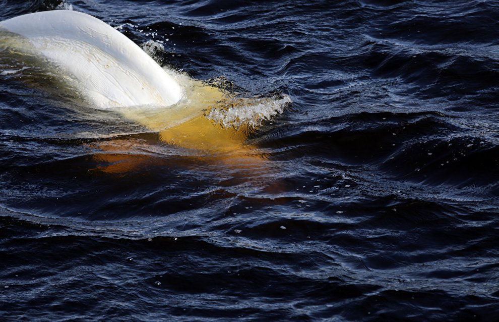 Great Arctic State Nature Reserve