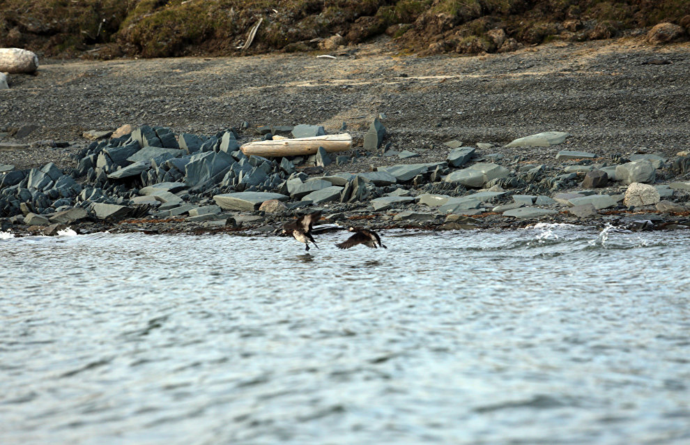 Great Arctic State Nature Reserve