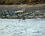 Great Arctic State Nature Reserve