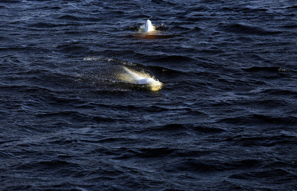 Great Arctic State Nature Reserve