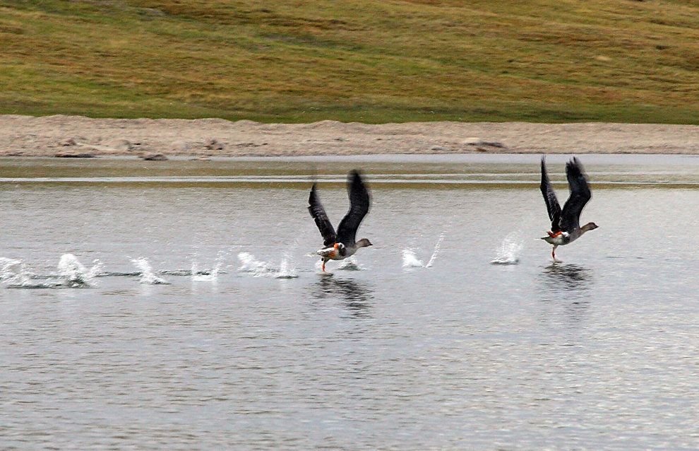Taimyr Biosphere Reserve