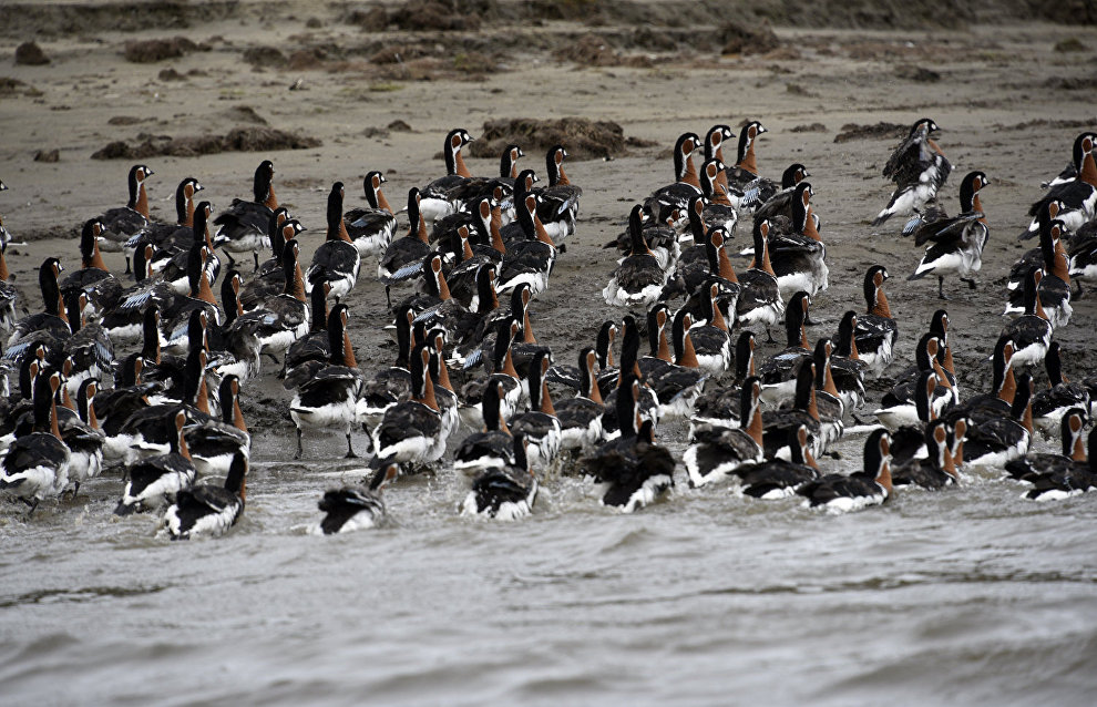 Taimyr Biosphere Reserve