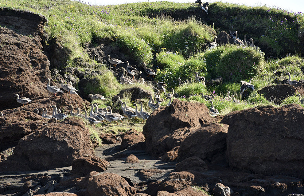 Taimyr Biosphere Reserve