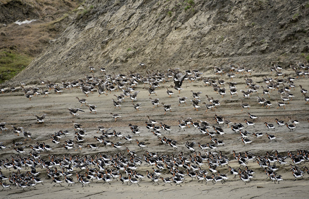 Brant goose, geese