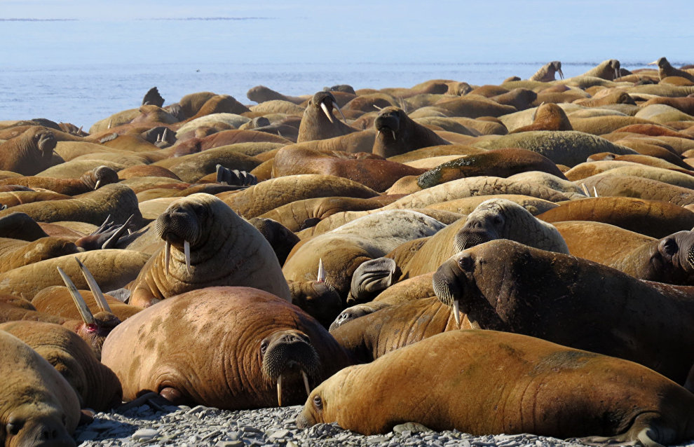 Walruses