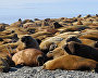 Walruses
