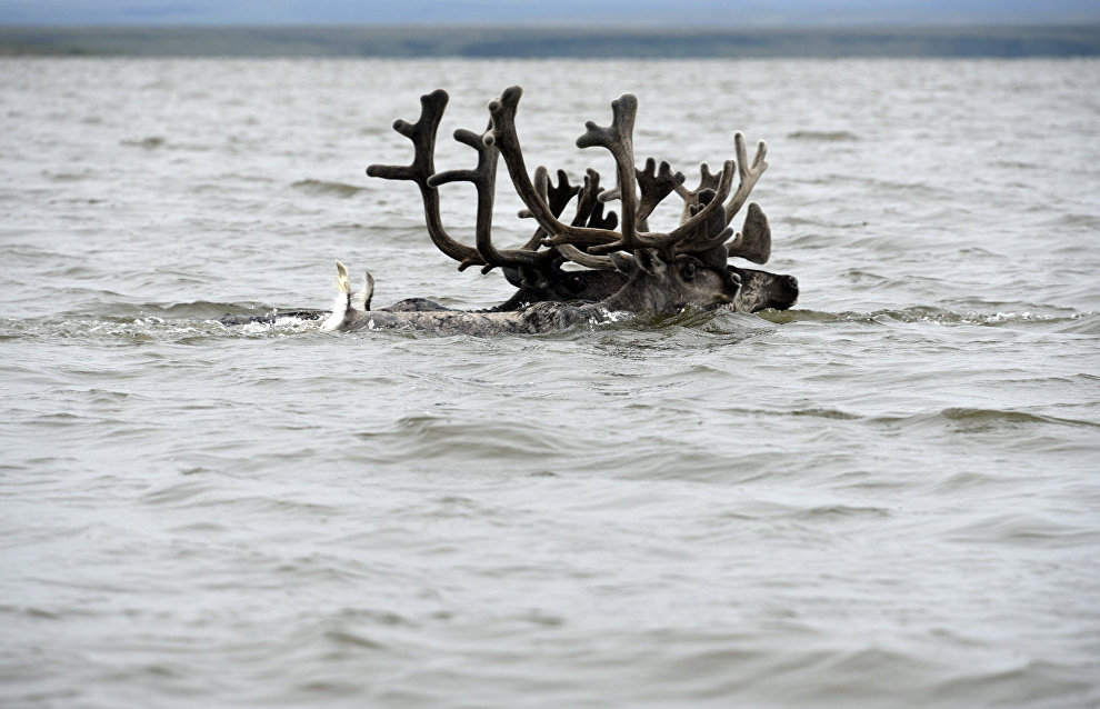 Reindeer