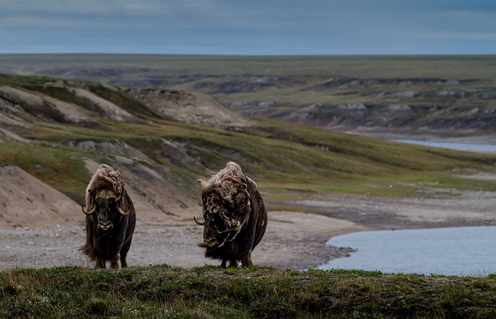 Musk-oxen