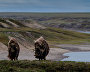 Musk-oxen